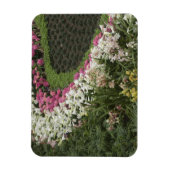 Rhododendron (Rhododendron catawbiense) Heath Magnet (Vertikal)