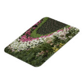 Rhododendron (Rhododendron catawbiense) Heath Magnet (Linke Seite)