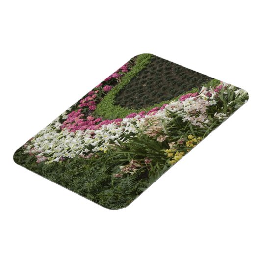 Rhododendron (Rhododendron catawbiense) Heath Magnet (Linke Seite)