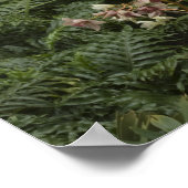 Rhododendron (Rhododendron catawbiense) Heath Poster (Ecke)