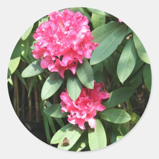 Rhododendron Runder Aufkleber (Vorderseite)