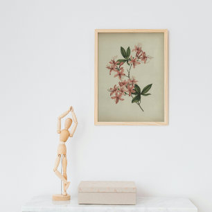 Rhododendron-Studienposter Poster