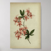 Rhododendron-Studienposter Poster (Vorne)