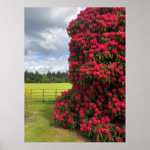 Rhododendron und Landschaftlicher Blick in Schottl Poster