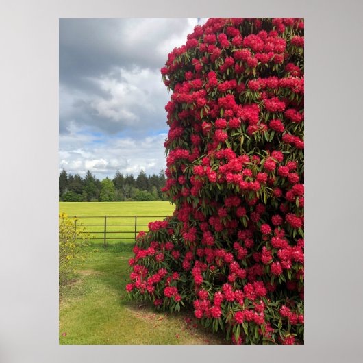 Rhododendron und Landschaftlicher Blick in Schottl Poster (Vorne)