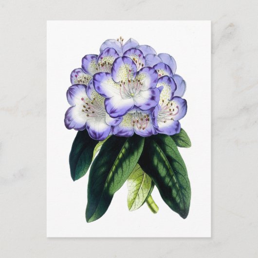 Rhododendron Vintag Botanische Postkarte (Vorderseite)