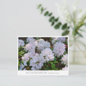 Rhododendron "Wedding Bouquet" Postkarte (Stehend Vorderseite)
