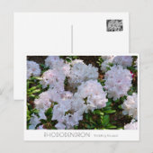 Rhododendron "Wedding Bouquet" Postkarte (Vorne/Hinten)