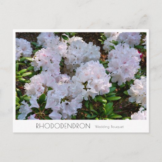 Rhododendron "Wedding Bouquet" Postkarte (Vorderseite)