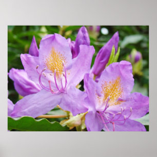 Rhododendrons Flowers art prints gifts Rhodies Poster