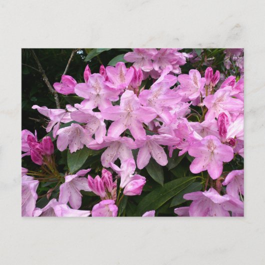 Rhododendrons II Postkarte (Vorderseite)