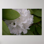 Rhododendrons Rhododendron Blume Poster (Vorne)