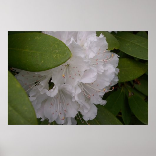 Rhododendrons Rhododendron Blume Poster (Vorne)