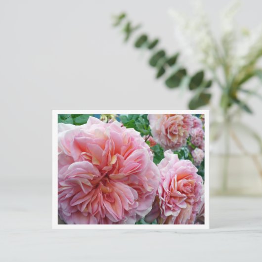 Rhododendrum Postkarte (Stehend Vorderseite)