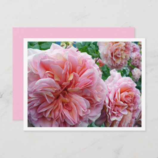 Rhododendrum Postkarte (Vorne/Hinten)