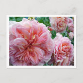 Rhododendrum Postkarte (Vorderseite)