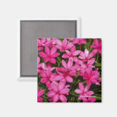 Rhodohypoxis / Roter Stern / Rosy Posy Magnet (Vorderseite/Rückseite)