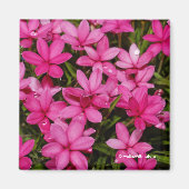 Rhodohypoxis / Roter Stern / Rosy Posy Magnet (Vorne)