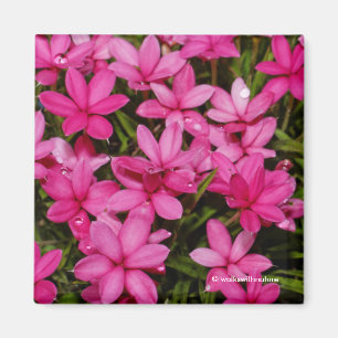 Rhodohypoxis / Roter Stern / Rosy Posy Magnet