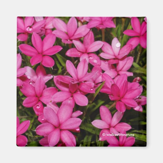 Rhodohypoxis / Roter Stern / Rosy Posy Magnet (Vorne)