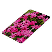 Rhodohypoxis / Roter Stern / Rosy Posy Magnet (Linke Seite)