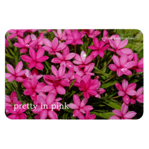 Rhodohypoxis / Roter Stern / Rosy Posy Magnet