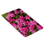 Rhodohypoxis / Roter Stern / Rosy Posy Magnet (Rechte Seite)