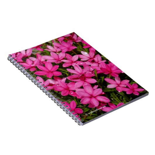 Rhodohypoxis / Roter Stern / Rosy Posy Notizblock (Rechte Seite)