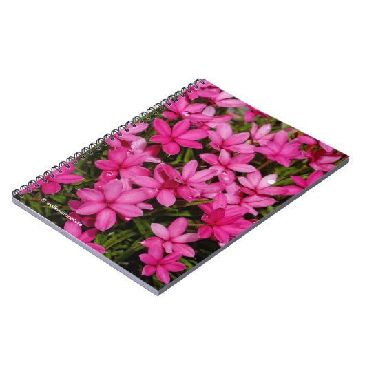 Rhodohypoxis / Roter Stern / Rosy Posy Notizblock (Linke Seite)