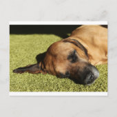 Rhodschicht Postkarte (Vorderseite)