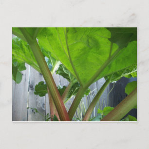 Rhubarb Card Postkarte