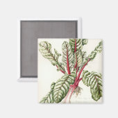 Rhubarb Chard 1992 Magnet (Vorderseite/Rückseite)