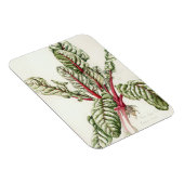 Rhubarb Chard 1992 Magnet (Rechte Seite)