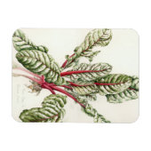 Rhubarb Chard 1992 Magnet (Horizontal)