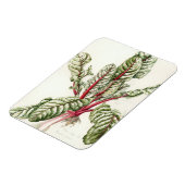 Rhubarb Chard 1992 Magnet (Linke Seite)