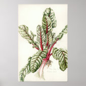 Rhubarb Chard 1992 Poster (Vorne)