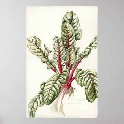 Rhubarb Chard 1992 Poster (Vorne)