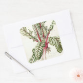 Rhubarb Chard 1992 Quadratischer Aufkleber (Umschlag)