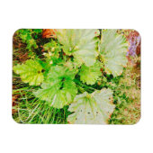 Rhubarb Garden Magnet (Horizontal)