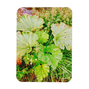 Rhubarb Garden Magnet
