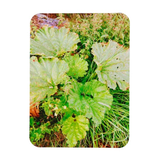 Rhubarb Garden Magnet (Vertikal)