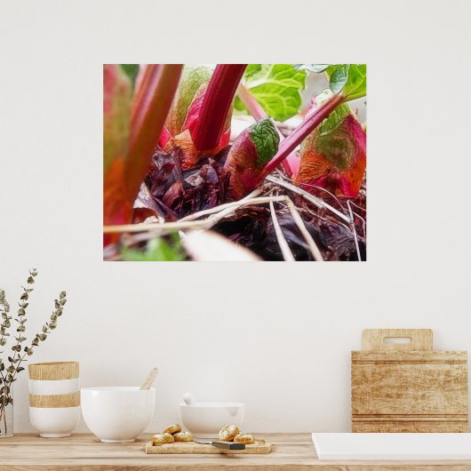 Rhubarb Sprouting im Frühjahrsgarten Poster (Küche)