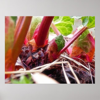 Rhubarb Sprouting im Frühjahrsgarten Poster