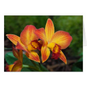 Rhyncattleanthe Liebe Tapestry (Vorderseite (Horizontal))