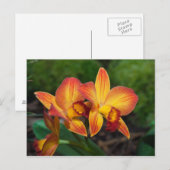 Rhyncattleanthe Liebe Tapestry Postkarte (Vorne/Hinten)