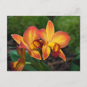 Rhyncattleanthe Liebe Tapestry Postkarte