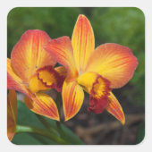 Rhyncattleanthe Liebe Tapestry Quadratischer Aufkleber (Vorderseite)