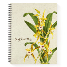 Rhynchostele cordata orchid