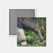 Riant Anteater Foto Magnet (Vorderseite/Rückseite)
