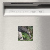 Riant Anteater Foto Magnet (In Situ (Geschirrspüler))
